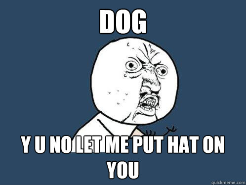 dog y u no let me put hat on you  Y U No