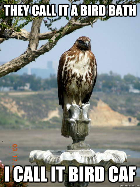 They call it a bird bath I call it bird caf - They call it a bird bath I call it bird caf  Misc