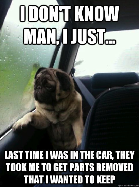 I don't know man, I just... Last time I was in the car, they took me to get parts removed that I wanted to keep  Introspective Pug