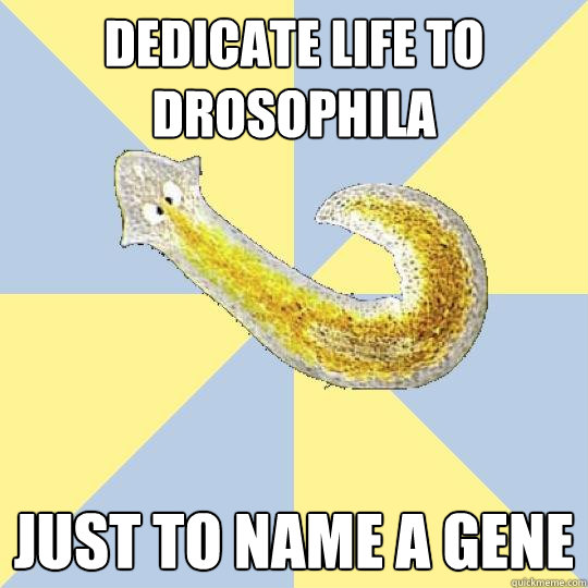 dedicate life to drosophila just to name a gene  Bio Major Planarian