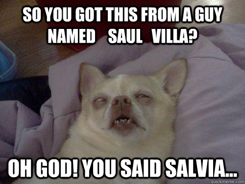 so you got this from a guy named    Saul   Villa? oh god! you said salvia...  10 Dog