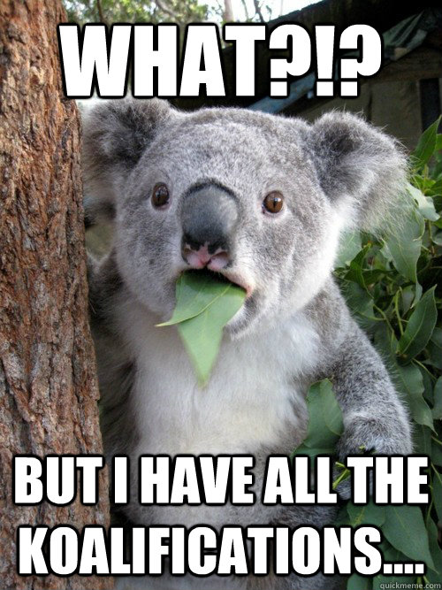 What?!? But I have all the koalifications.... - What?!? But I have all the koalifications....  koala bear