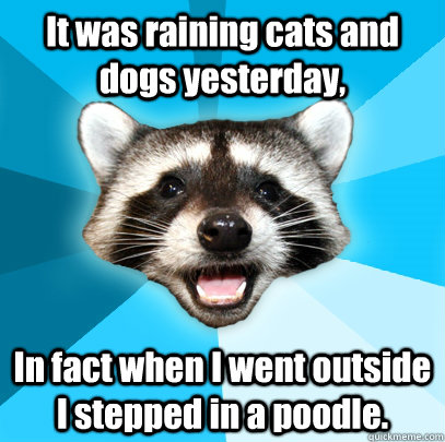 It was raining cats and dogs yesterday, In fact when I went outside I stepped in a poodle.  Lame Pun Coon