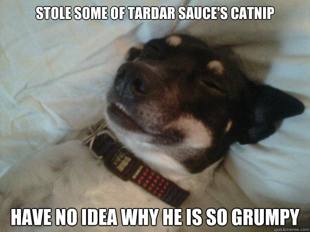 Stole some of Tardar Sauce's catnip have no idea why he is so grumpy  Stoner Dog