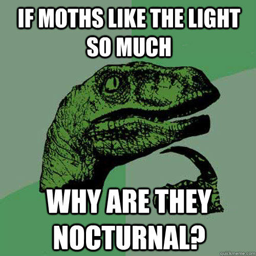 If moths like the light so much why are they nocturnal? - If moths like the light so much why are they nocturnal?  Philosoraptor