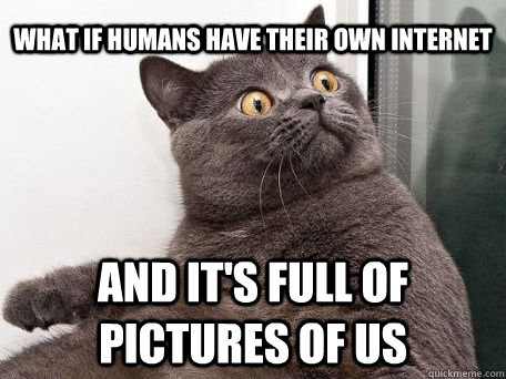 What if humans have their own internet and it's full of pictures of us  conspiracy cat