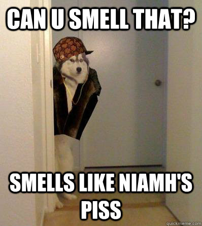 CAN U SMELL THAT? SMELLS LIKE NIAMH'S PISS - CAN U SMELL THAT? SMELLS LIKE NIAMH'S PISS  Scumbag dog