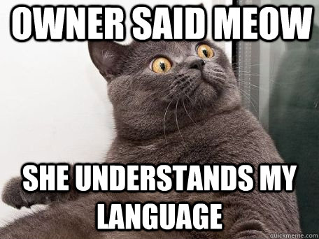 Owner said Meow She Understands My language - Owner said Meow She Understands My language  conspiracy cat