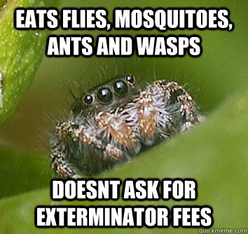 Eats flies, mosquitoes, ants and wasps doesnt ask for exterminator fees  Misunderstood Spider