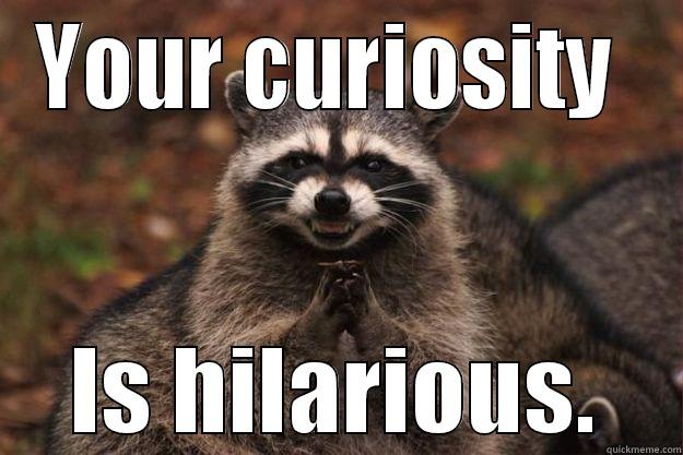 IT's creative dammit! - YOUR CURIOSITY  IS HILARIOUS. Evil Plotting Raccoon