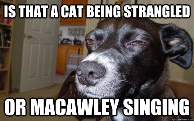 Is that a cat being strangled or macawley singing  - Is that a cat being strangled or macawley singing   Skeptical Mutt