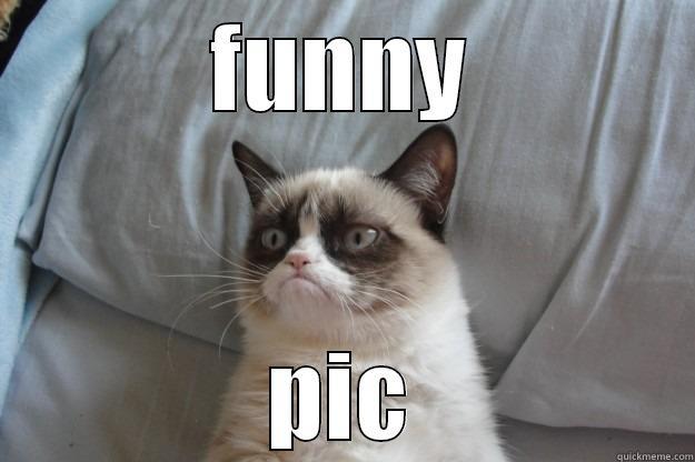 FUNNY PIC Grumpy Cat