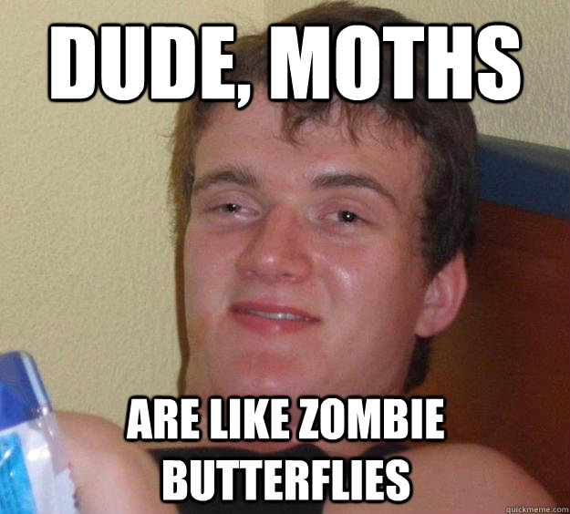 Dude, moths are like zombie butterflies - Dude, moths are like zombie butterflies  10 Guy