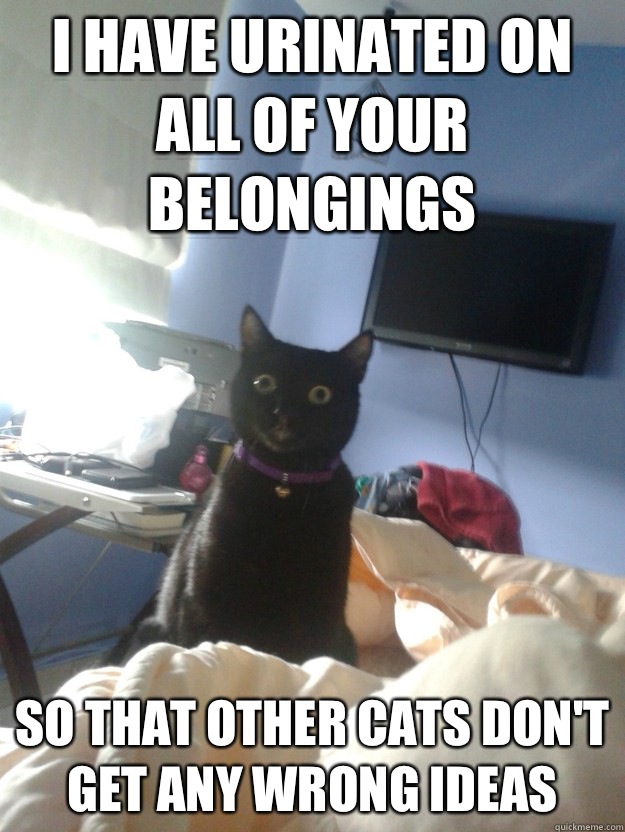 I have urinated on all of your belongings So that other cats don't get any wrong ideas  overly attached cat