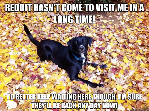 Reddit hasn't come to visit me in a long time! I'd better keep waiting here though, I'm sure they'll be back any day now! - Reddit hasn't come to visit me in a long time! I'd better keep waiting here though, I'm sure they'll be back any day now!  Guilt Giving Good Dog