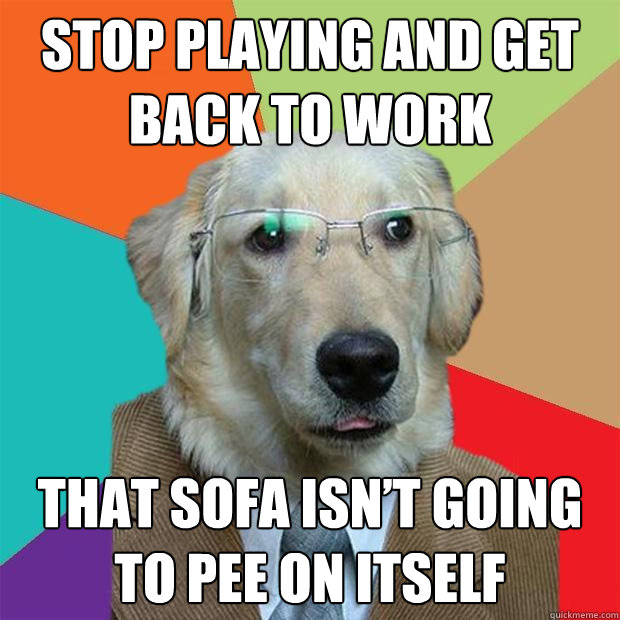 Stop playing and Get back to work  That sofa isn’t going to pee on itself  Business Dog