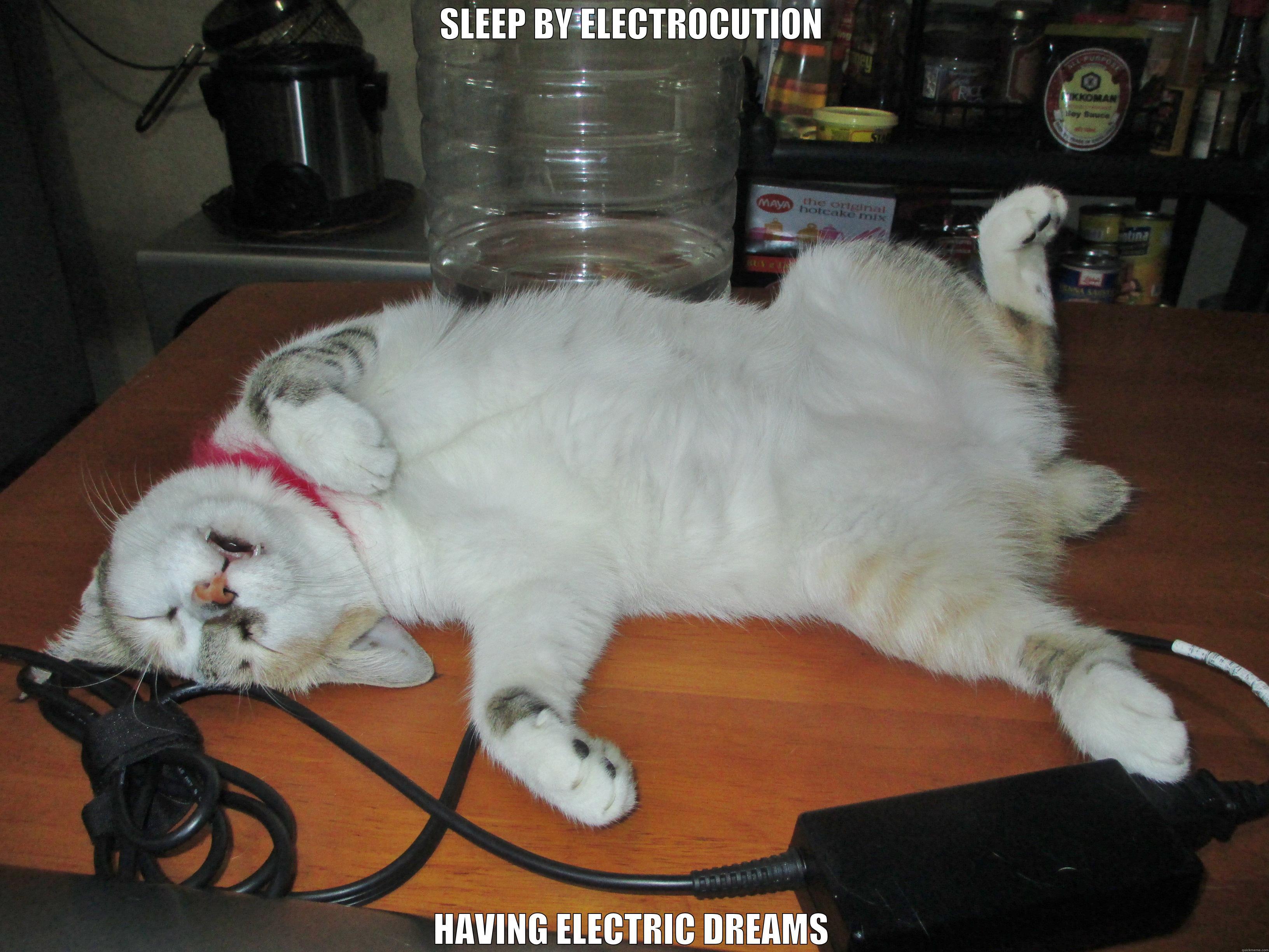 POOR CAT - SLEEP BY ELECTROCUTION HAVING ELECTRIC DREAMS Misc