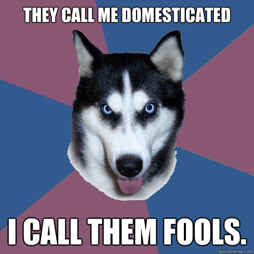 they call me domesticated I call them fools. - they call me domesticated I call them fools.  Creeper Canine