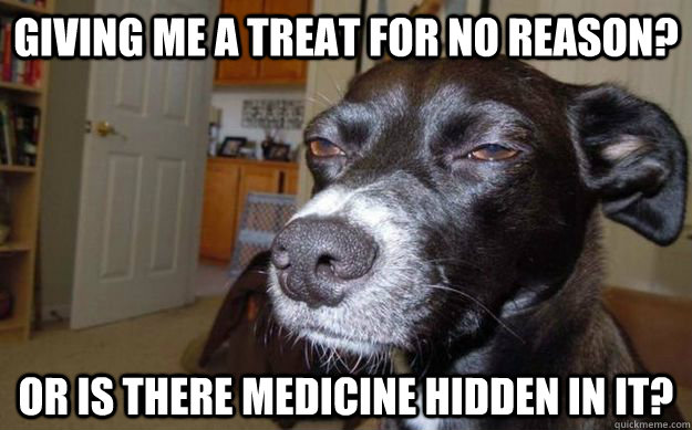 Giving Me a treat for no reason? Or is there medicine hidden in it?  Skeptical Mutt