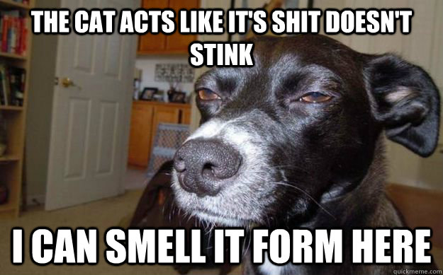 The cat acts like it's shit doesn't stink I can smell it form here  Skeptical Mutt