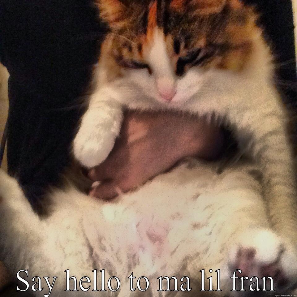 Mob Cat  -  SAY HELLO TO MA LIL FRAN Misc