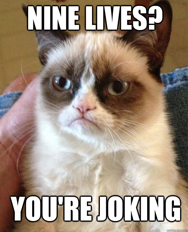 nine lives? You're joking  Grumpy Cat