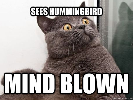 Sees hummingbird Mind blown  conspiracy cat