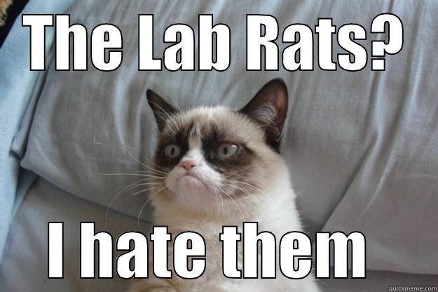 THE LAB RATS? I HATE THEM  Grumpy Cat