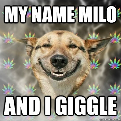 My name Milo And i giggle   Stoner Dog