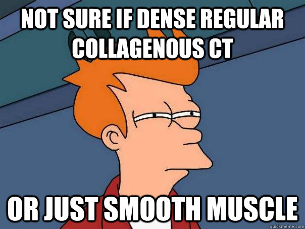 Not sure if dense regular collagenous CT Or just smooth muscle  Futurama Fry