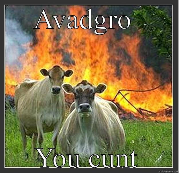 AVADGRO  YOU CUNT Evil cows