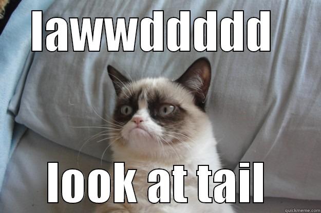 LAWWDDDDD  LOOK AT TAIL Grumpy Cat
