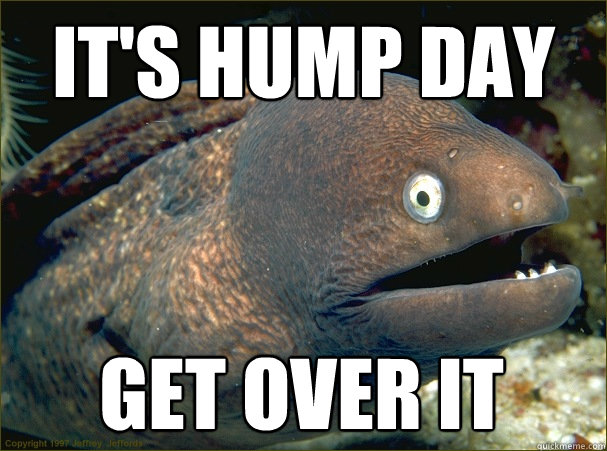 It's hump day Get over it - It's hump day Get over it  Bad Joke Eel