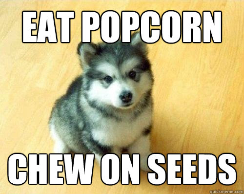 eat popcorn chew on seeds  Baby Courage Wolf