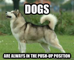 Dogs Are always in the push-up position - Dogs Are always in the push-up position  Dog Push up