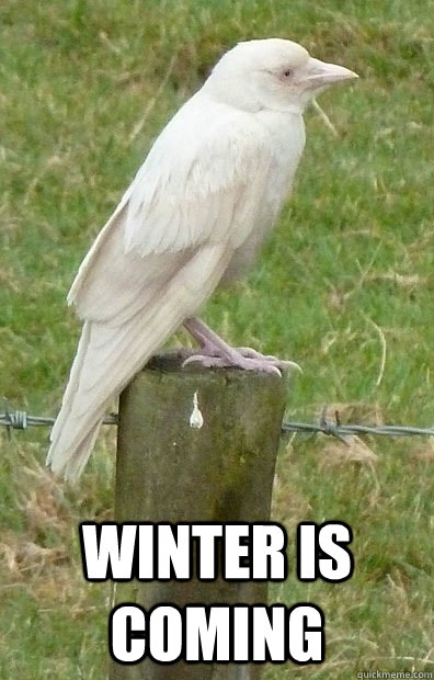  Winter is Coming  White Raven