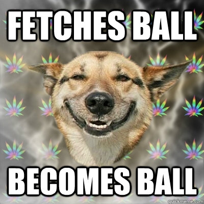 FETCHES BALL BECOMES BALL - FETCHES BALL BECOMES BALL  Stoner Dog