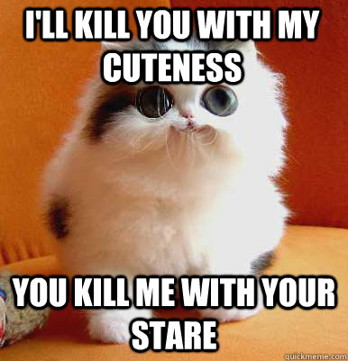 I'll kill you with my cuteness You kill me with your stare - I'll kill you with my cuteness You kill me with your stare  cute kitten