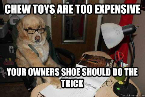 Chew toys are too expensive your owners shoe should do the trick  Financial Advice Dog