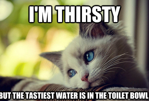 I'm thirsty but the tastiest water is in the toilet bowl  First World Problems Cat