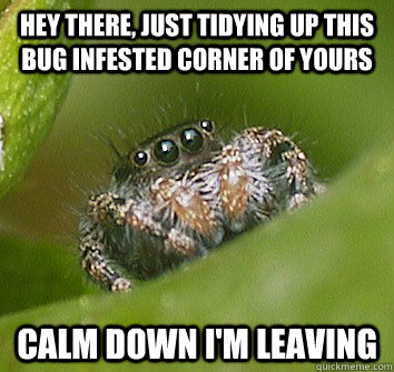 Hey there, just tidying up this bug infested corner of yours calm down i'm leaving  Misunderstood Spider