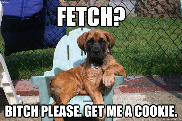 Fetch? bitch please. get me a cookie. - Fetch? bitch please. get me a cookie.  doubt it dog