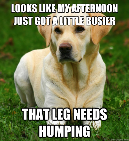 Looks like my afternoon just got a little busier That leg needs humping  Dog Logic