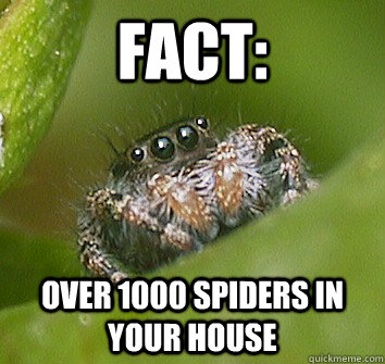 fact: over 1000 spiders in your house  Misunderstood Spider