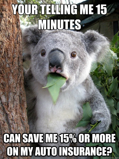 Your telling me 15 minutes can save me 15% or more on my auto insurance? - Your telling me 15 minutes can save me 15% or more on my auto insurance?  koala bear