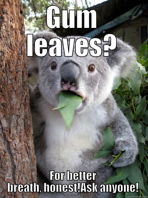 GUM LEAVES? FOR BETTER BREATH, HONEST!ASK ANYONE! koala bear