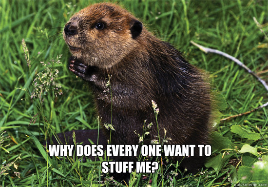 Why does every one want to stuff me? - Why does every one want to stuff me?  Confused Beaver