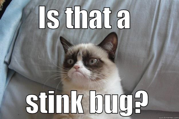 IS THAT A  STINK BUG? Grumpy Cat