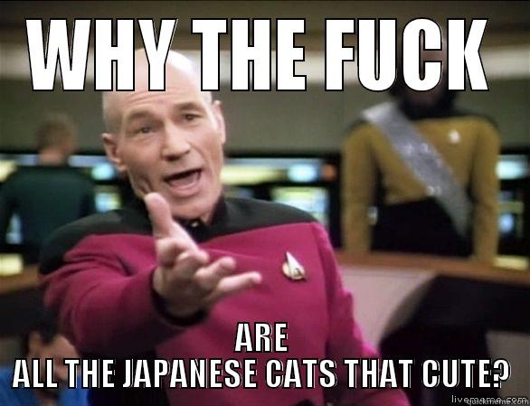 WHY THE FUCK ARE ALL THE JAPANESE CATS THAT CUTE? Annoyed Picard HD