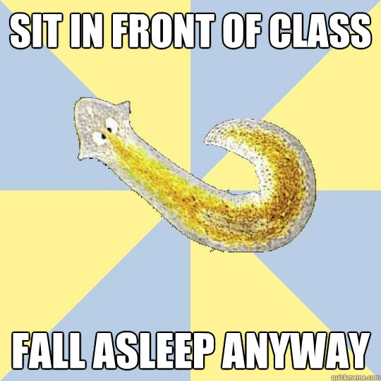 Sit in front of class Fall asleep anyway  Bio Major Planarian